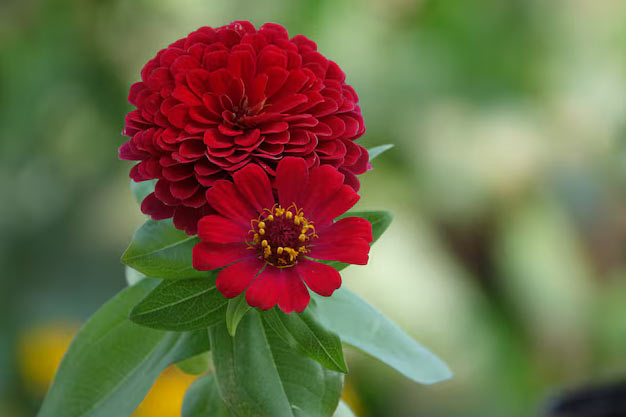 India-Flowers-Zinnia