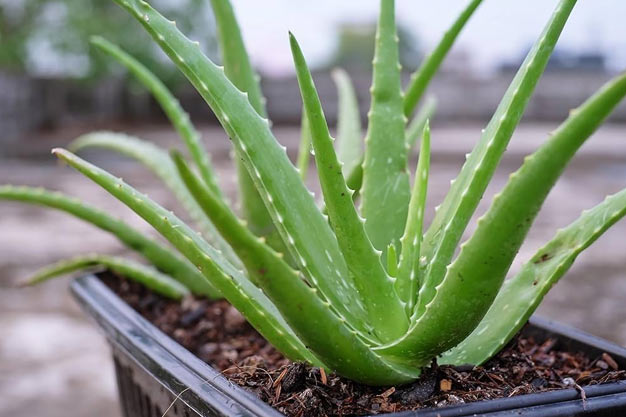 India-Plants-Aloe Vera
