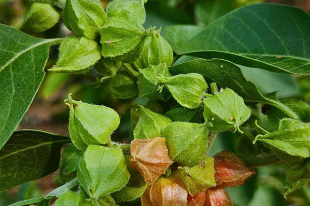 India-Plants-Ashwagandha