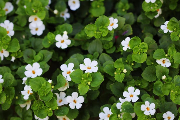 India-Plants-Brahmi
