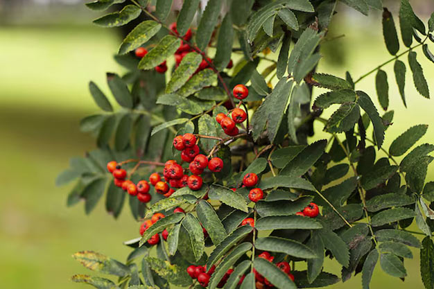 India-Plants-Curry Tree