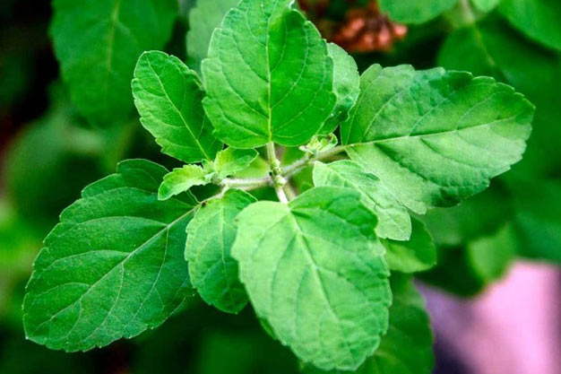 India-Plants-Holy Basil (Tulsi)