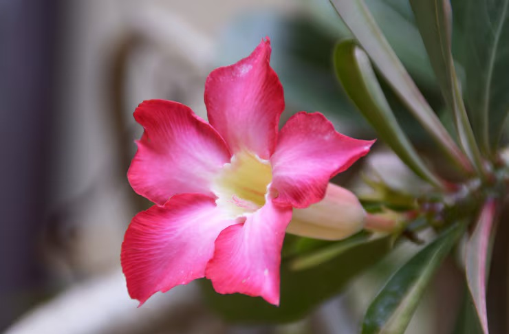 Indonesia-Flowers-Adenium
