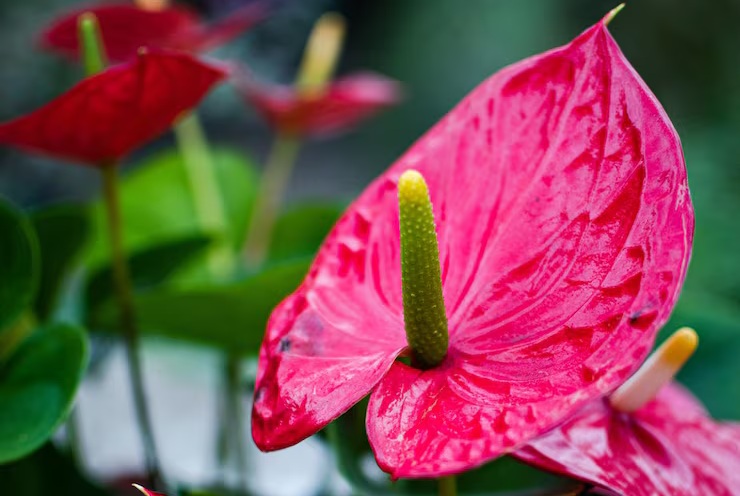 Indonesia-Flowers-Anthurium