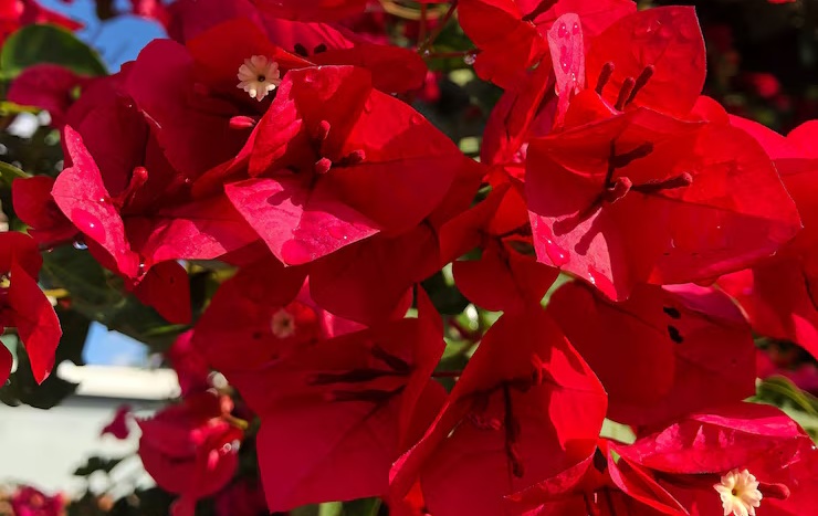 Indonesia-Flowers-Bougainvillea
