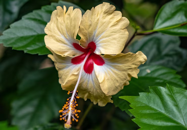 Indonesia-Flowers-Hibiscus