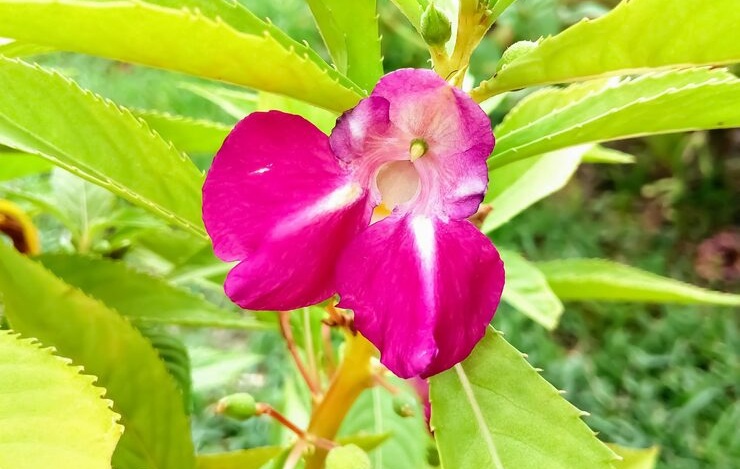 Indonesia-Flowers-Pacar Air
