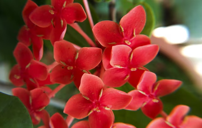 Indonesia-Flowers-Ixora