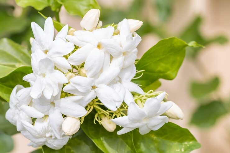 Indonesia-Flowers-White Jasmine