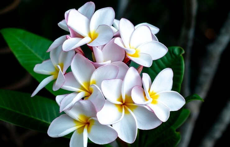 Indonesia-Flowers-Frangipani