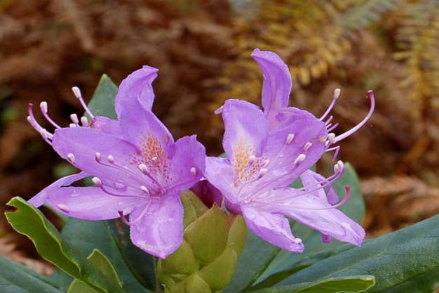 Indonesia-Flowers-Aequabil Rhododendron