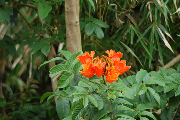 Indonesia-Flowers-Amabile Rhododendron