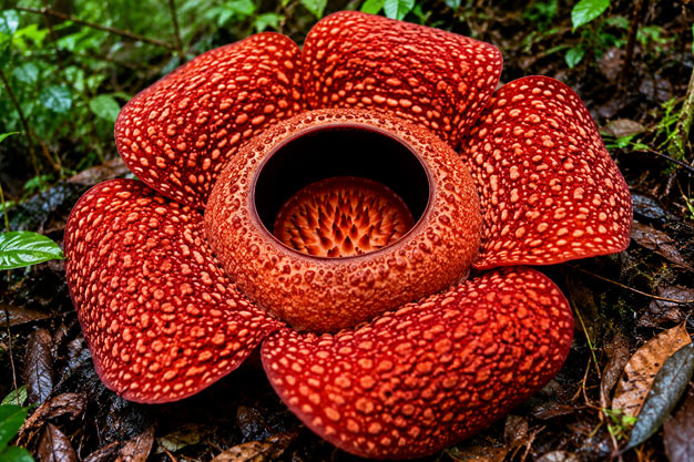 Indonesia-Flowers-Bengkulu Rafflesia