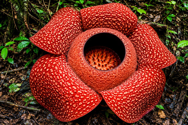 Indonesia-Flowers-Gadut Rafflesia