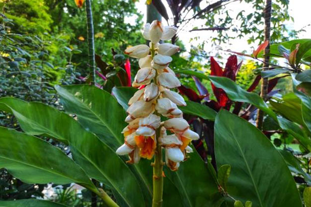 Indonesia-Flowers-Giant Galangal