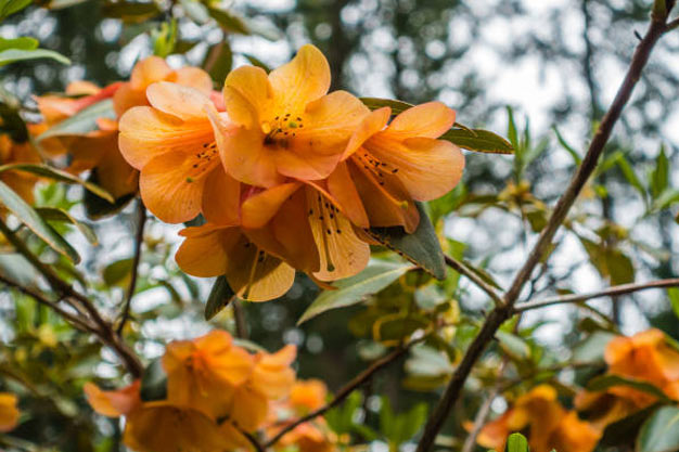 Indonesia-Flowers-Guinea Rhododendron