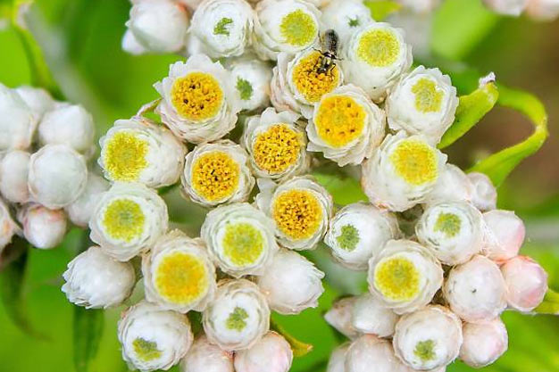 Indonesia-Flowers-Javan Edelweiss