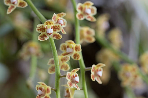 Indonesia-Flowers-Javan Leafless Orchid