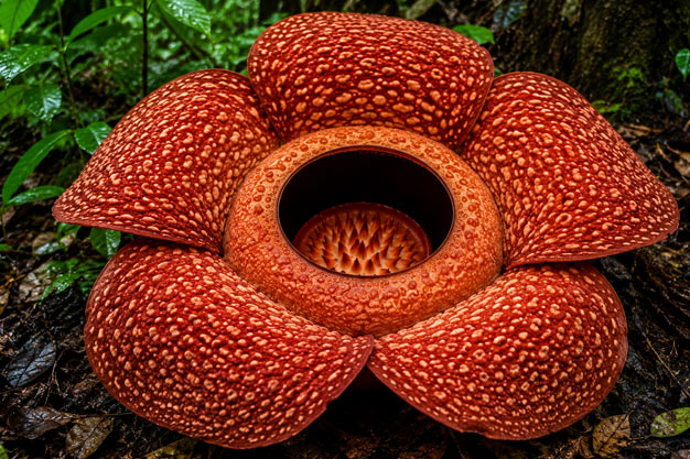 Indonesia-Flowers-Javan Rafflesia