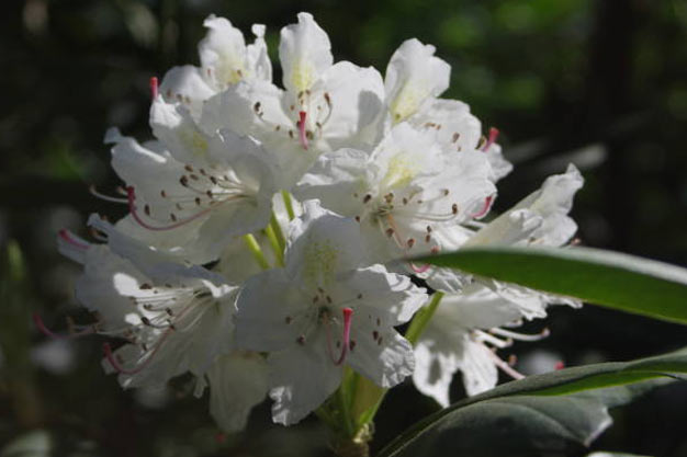 Indonesia-Flowers-Javan Rhododendron