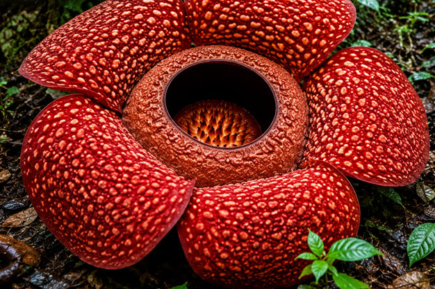 Indonesia-Flowers-Kemumu Rafflesia
