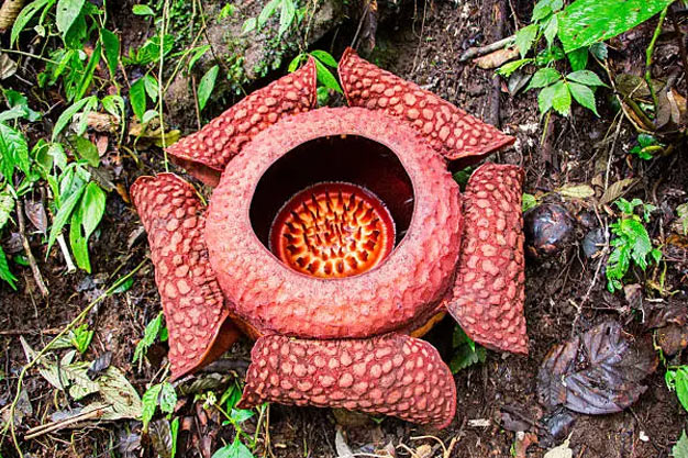Indonesia-Flowers-Lawang Rafflesia
