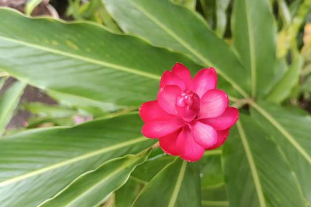 Indonesia-Flowers-Maluku Galangal