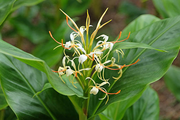 Indonesia-Flowers-Marapi Ginger