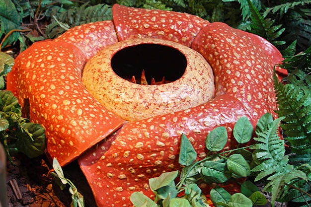 Indonesia-Flowers-Meijer Rafflesia