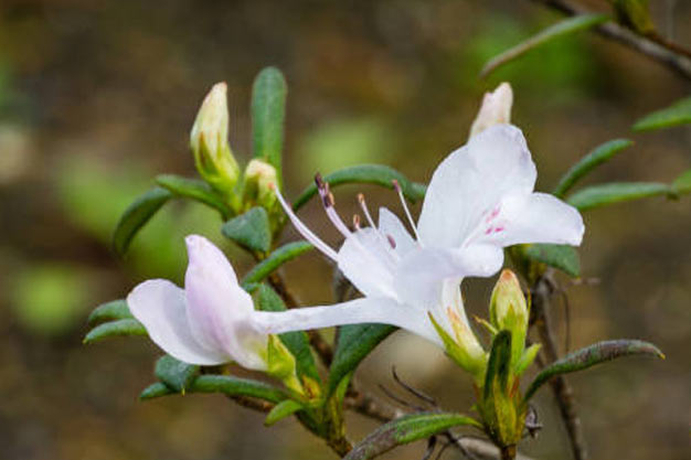 Indonesia-Flowers-Meratus Rhododendron
