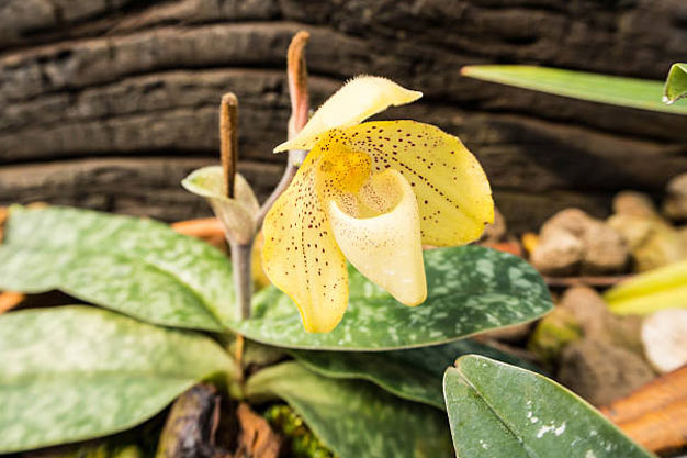 Indonesia-Flowers-Slender Ginger Lily
