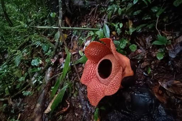 Indonesia-Flowers-Small-pore Rafflesia