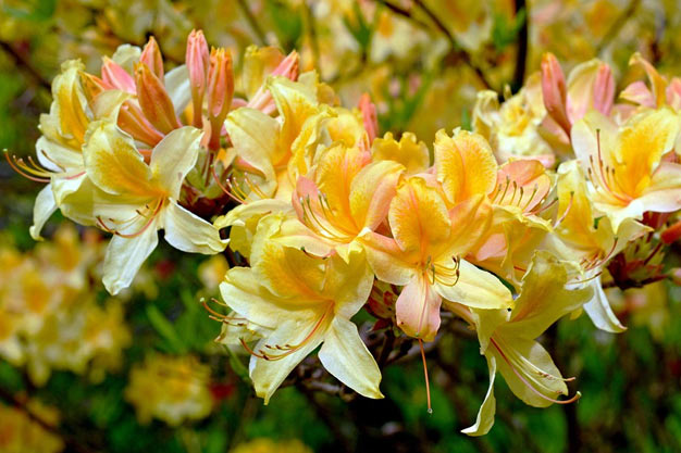 Indonesia-Flowers-Sulawesi Rhododendron