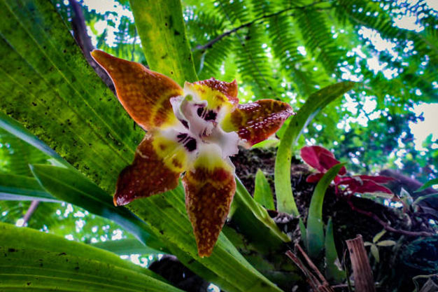Indonesia-Flowers-Sumatran Orchid