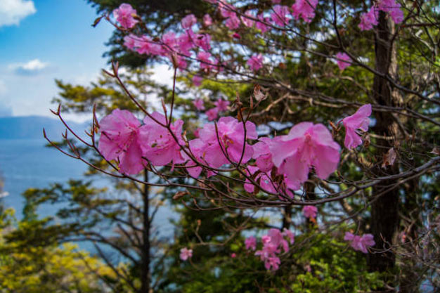 Indonesia-Flowers-Sumatran Rhododendron