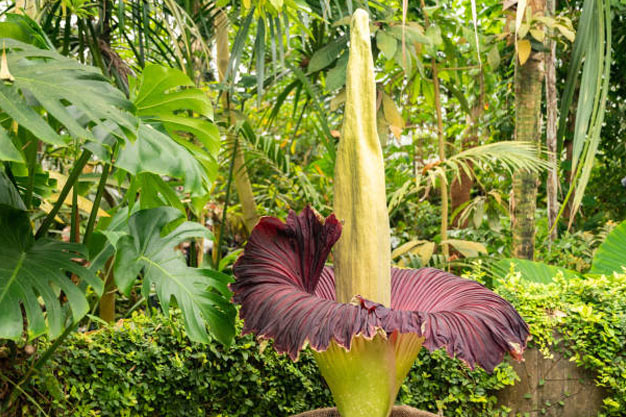Indonesia-Flowers-Titan Arum