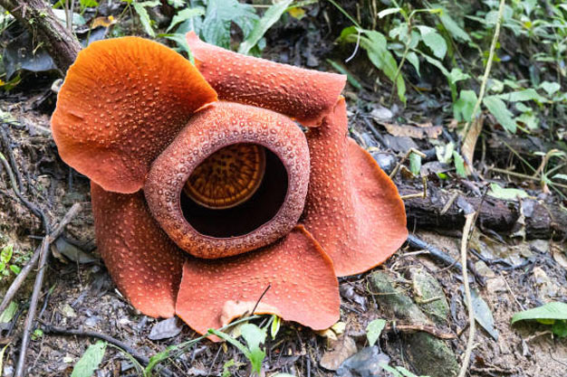 Indonesia-Flowers-Zollinger's Rafflesia