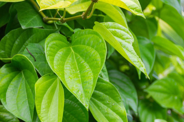 Indonesia-Plants-Betel Leaf / Sirih