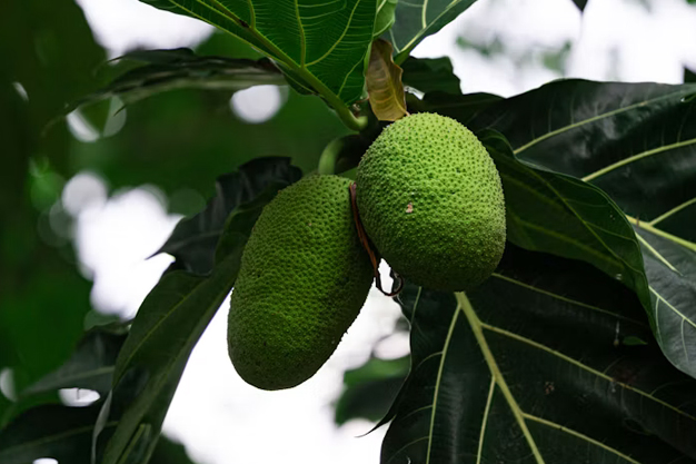 Indonesia-Plants-Breadfruit / Sukun