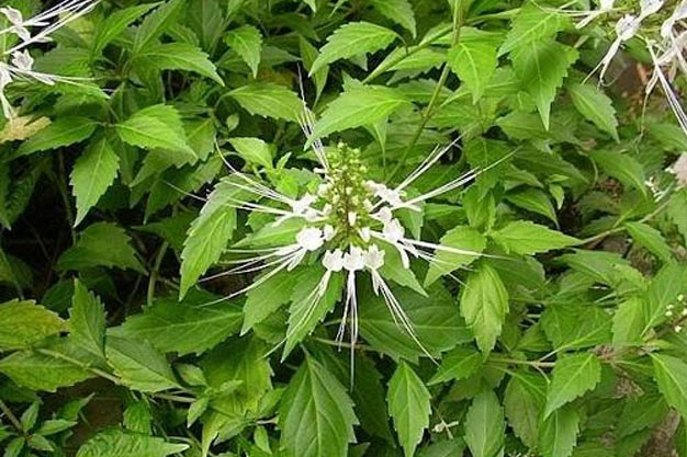 Indonesia-Plants-Cats Whiskers