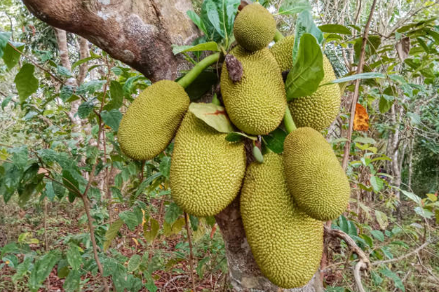 Indonesia-Plants-Cempedak