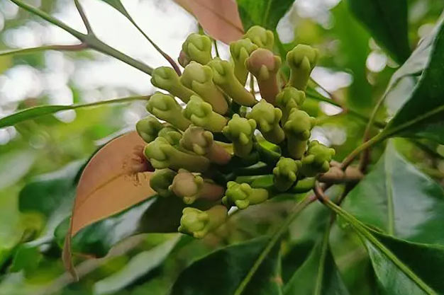 Indonesia-Plants-Clove / Cengkeh