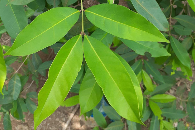 Indonesia-Plants-Daun Salam