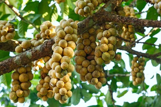 Indonesia-Plants-Duku / Langsat