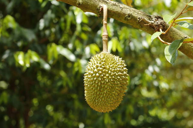Indonesia-Plants-Durian