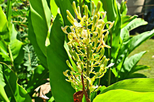 Indonesia-Plants-Galangal / Lengkuas