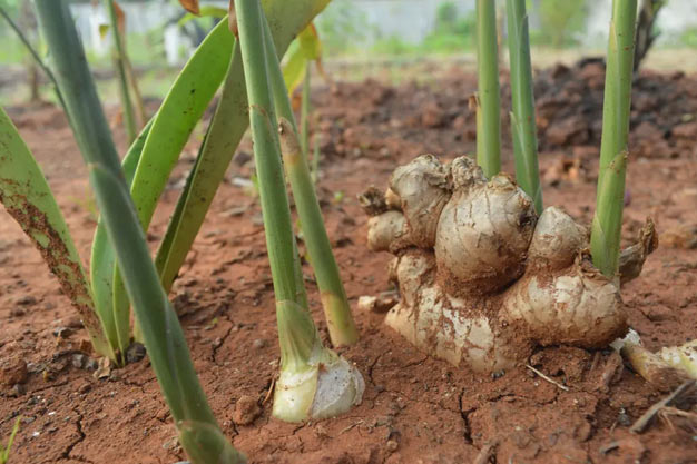 Indonesia-Plants-Ginger / Jahe