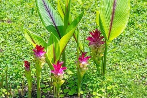 Indonesia-Plants-Java Turmeric