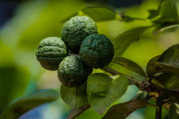 Indonesia-Plants-Kaffir Lime / Jeruk Purut