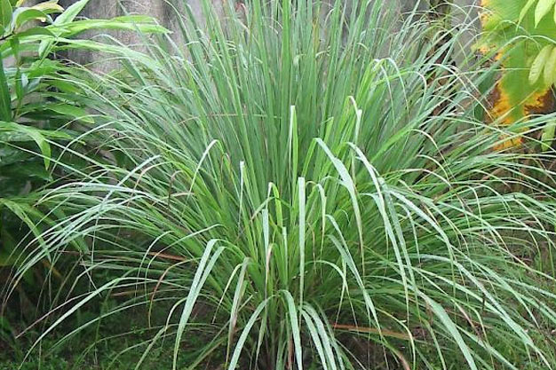 Indonesia-Plants-Lemongrass
